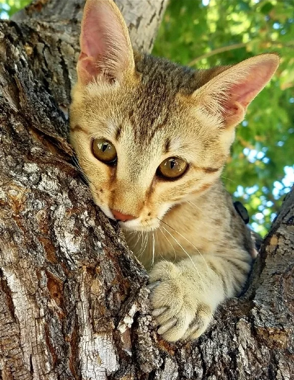 nothing like exploring a tree for F4 Zelda