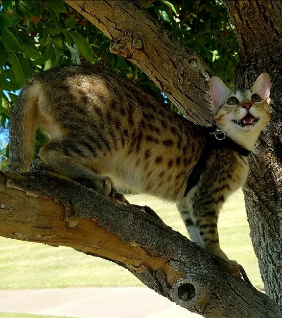 Zelda, F4 savannah cat in a tree
