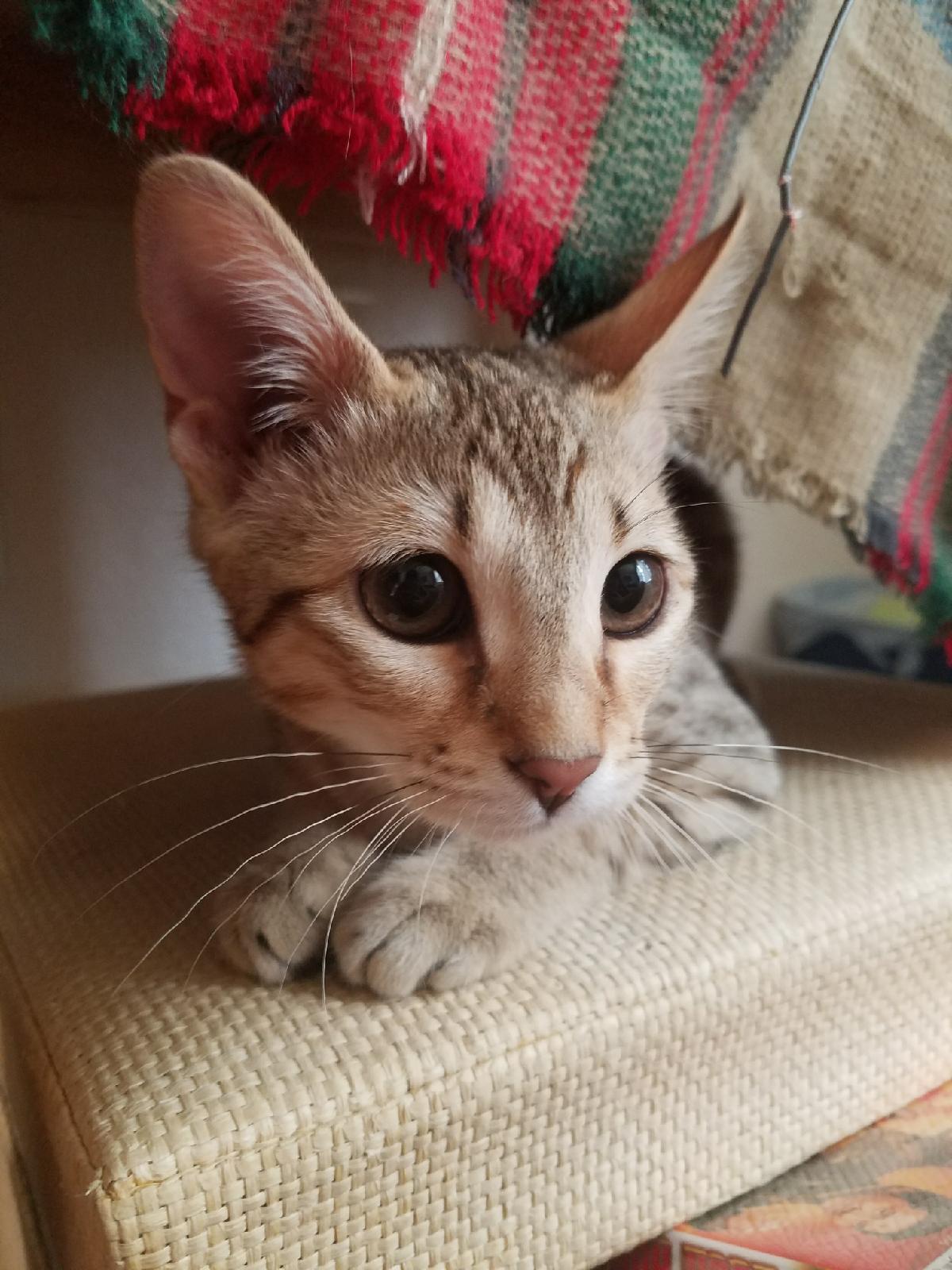 F4 Zelda showing off her large ears