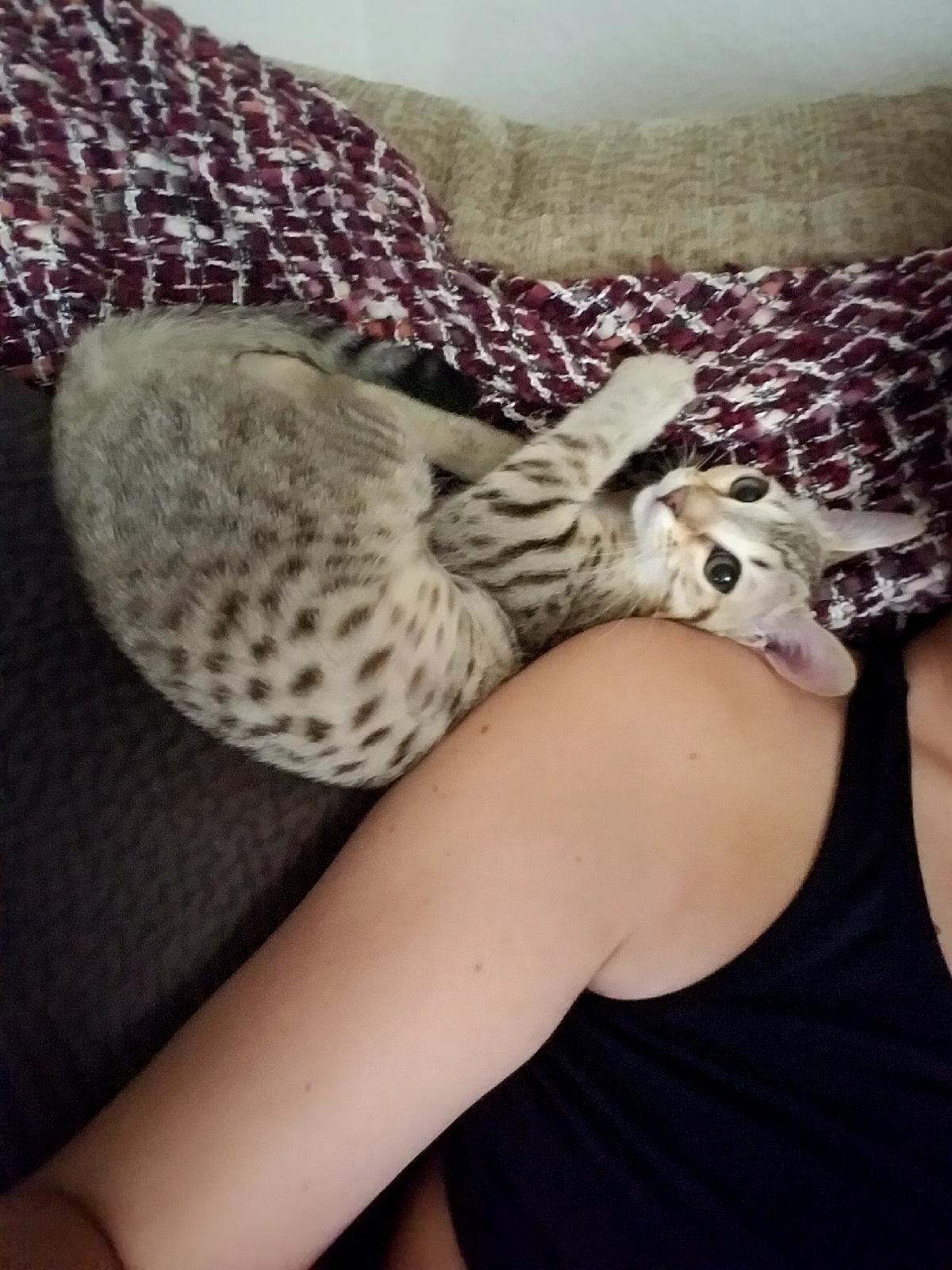 A1Savannahs F4 Zelda snuggling with mom