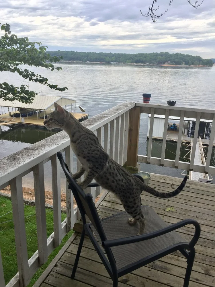 F2 savannah cat Lukas overlooking the lake