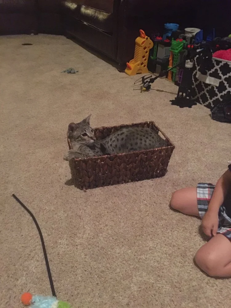 F2 Lukas in a basket