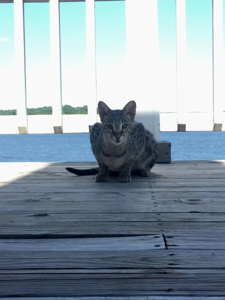 A1Savannahs F2 Lukas enjoying his day at the lake