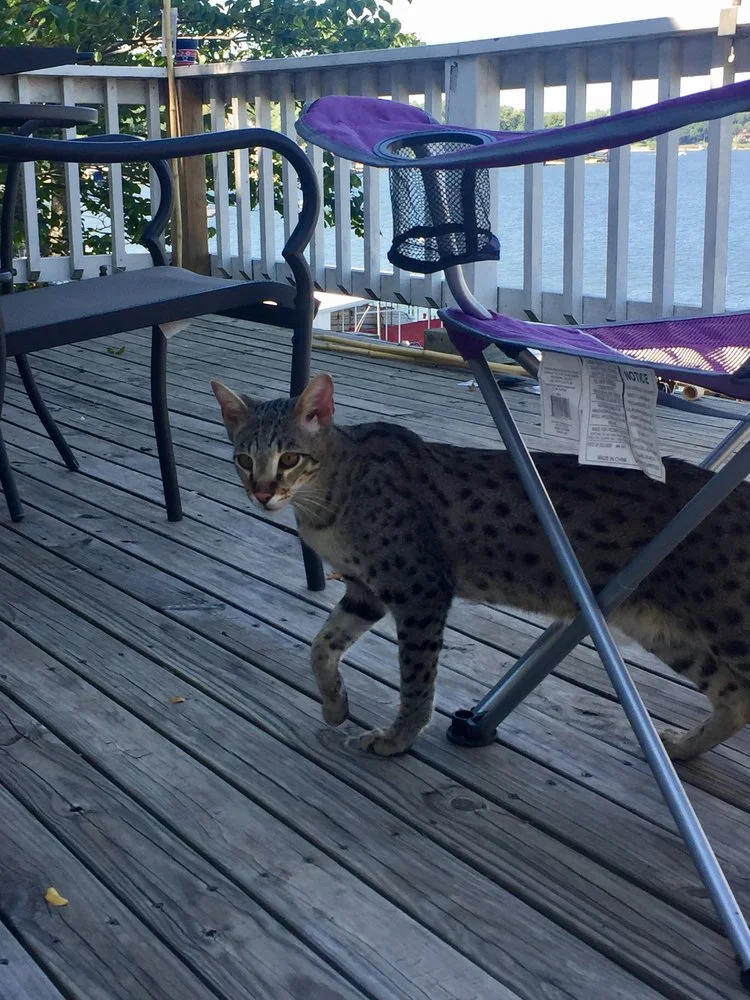 A1Savannahs F2 Lukas exploring the porch at the lake