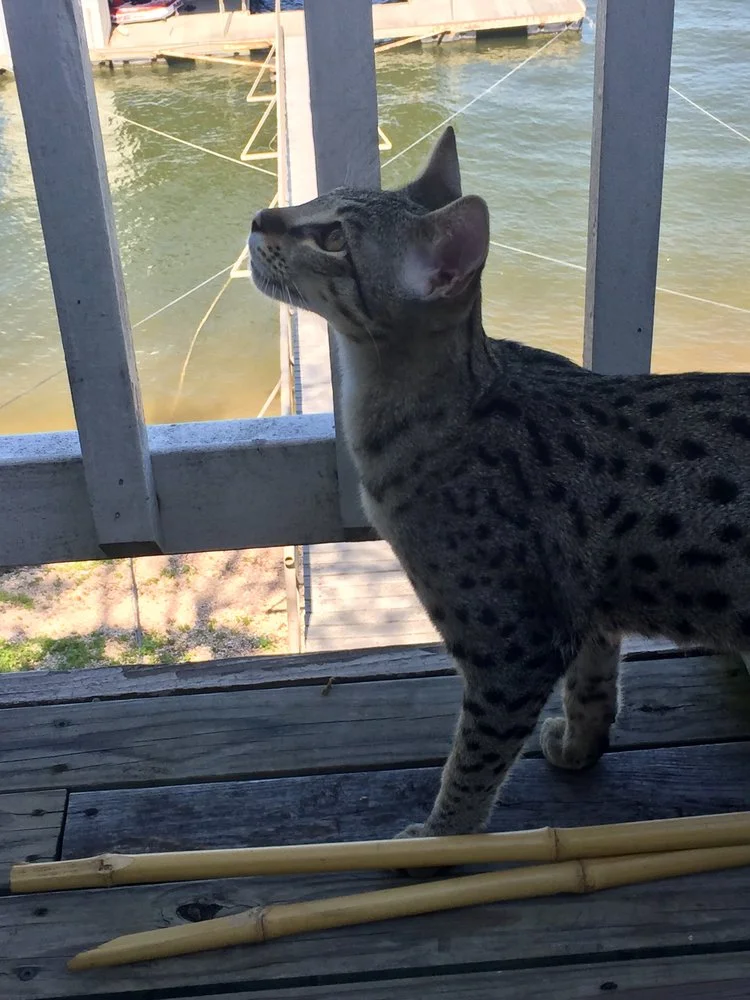 F2 Lukas looking intently at something at the lake