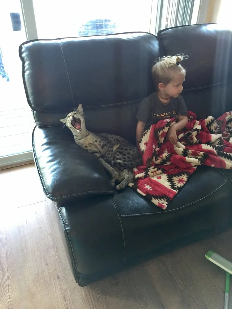 big yawn from F2 Lukas relaxing on the sofa with little brother