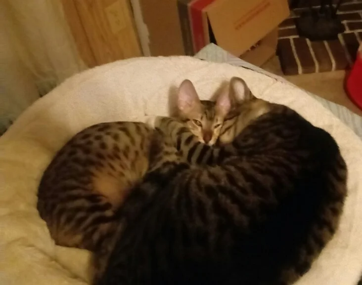 SBT Macey all curled with her new friend
