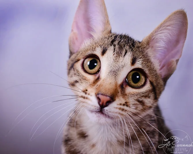 Copy of Carley- A1 Savannahs Female SBT Savannah Kitten - Savannah Cats and Kittens Available