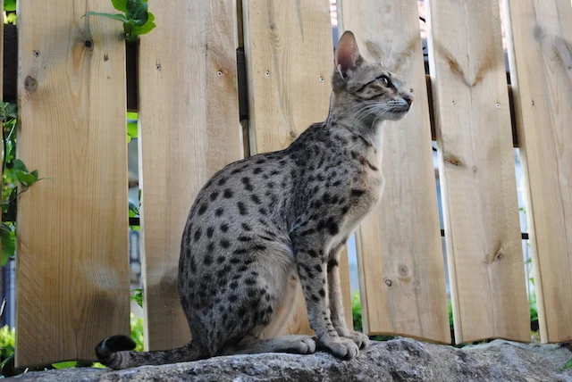 Carley - F6 Savannah