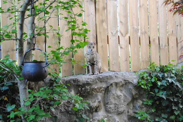 F6 Carley overlooking her yard