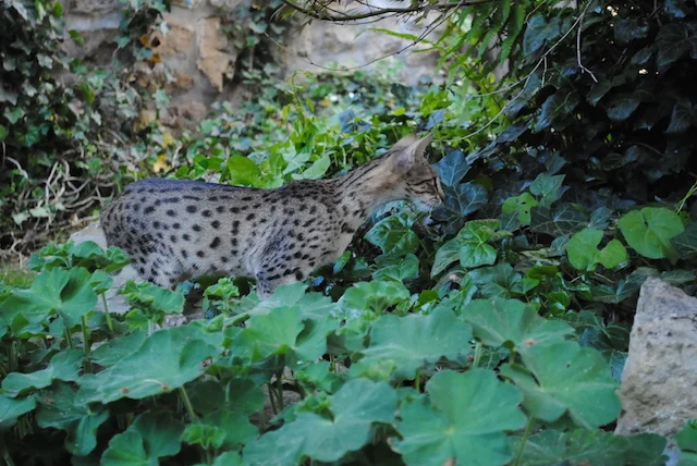 SBT Carley walking through the vines