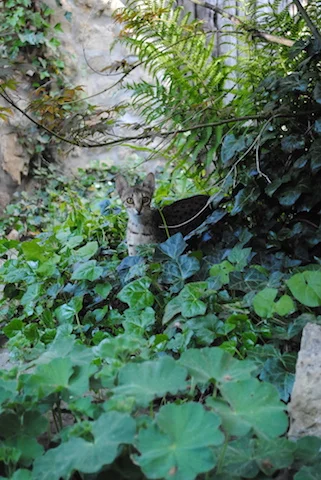 F6 Carley exploring the backyard