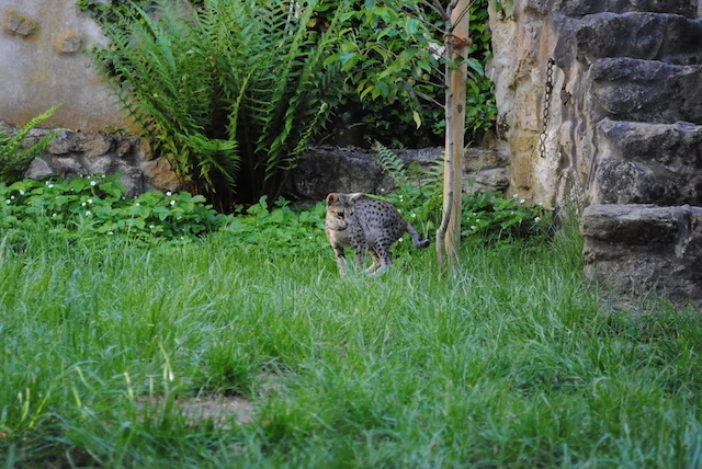 A1Savannahs Carley enjoying her walk through the yard