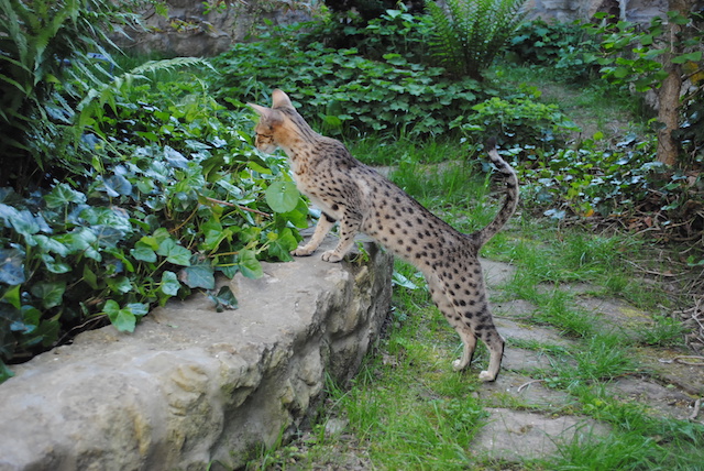 A1Savannahs F6 Carley on a ledge with her front paws looking into flowers 