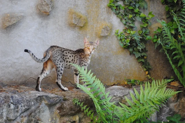 Carley the f6 savannah cat is walking on a rock ledge
