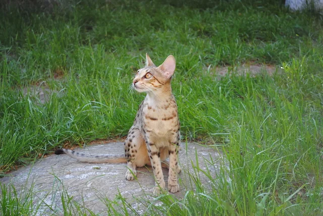 A1Savannahs Carley found a nice stone to sit on