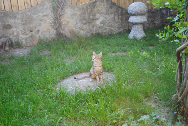 resting on a stone, F6 Carley is observing her surroundings 