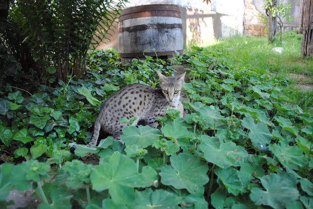 A1Savannahs Carley is resting in the greenery