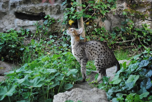 something in the air caught SBT savannah cat Carley's eye