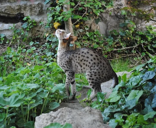 A1Savannahs f6 Carley looking to the sky