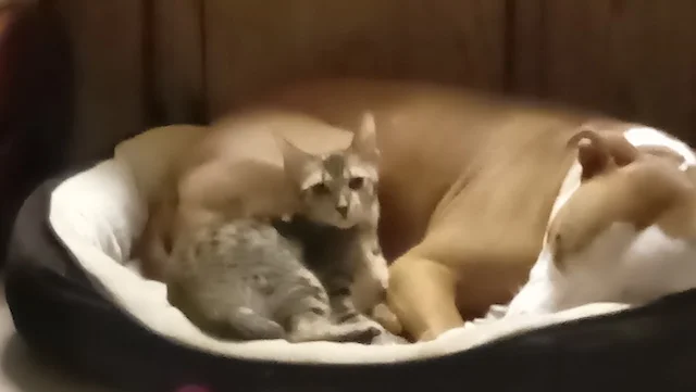 SBT Macey napping with her puppy friend that has gotten much bigger