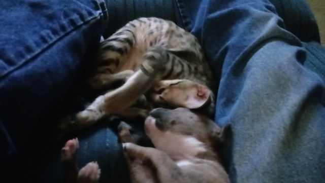 Nap time for SBT Macey and her puppy friend