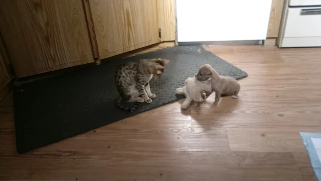 A1Savannahs SBT Macey is teaching the new puppy the ropes