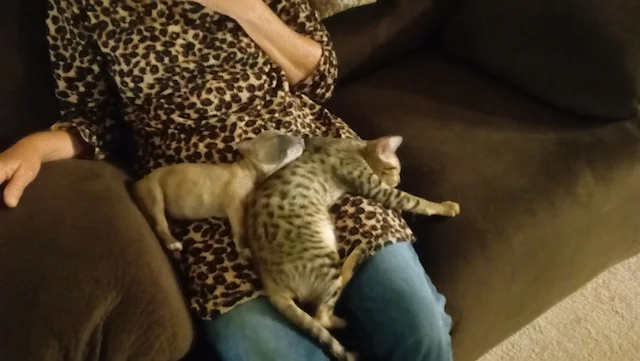 A1Savannahs Macey and her little puppy friend napping on mom's lap