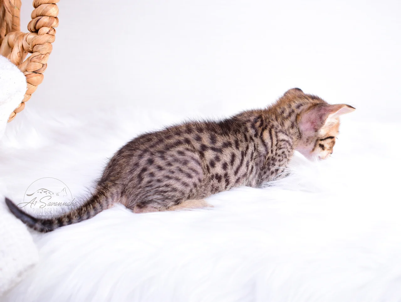 A1Savannahs Banks is a F5 Savannah Male Kitten