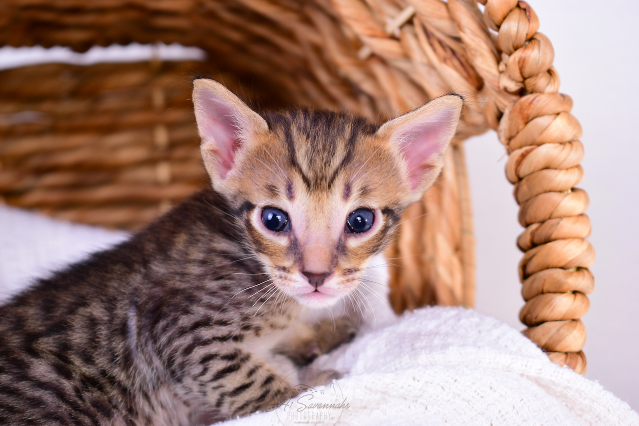 A1Savannahs Banks is an F5 Savannah Male Kitten