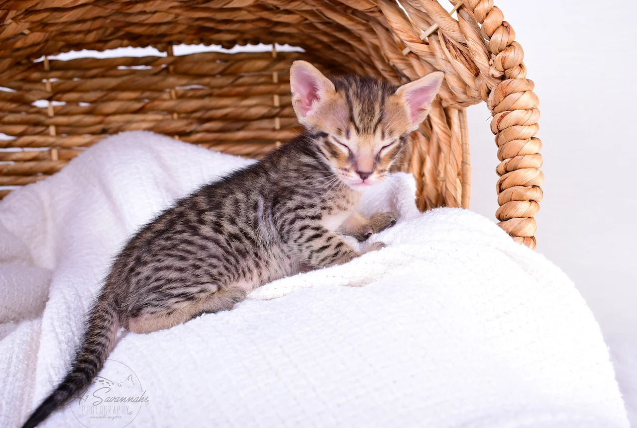 Getting tired is A1Savannahs F5 male kitten Banks