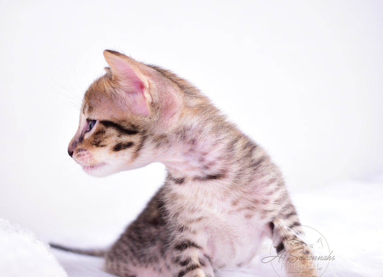 F5 Male Savannah Kitten Banks is from A1Savannahs