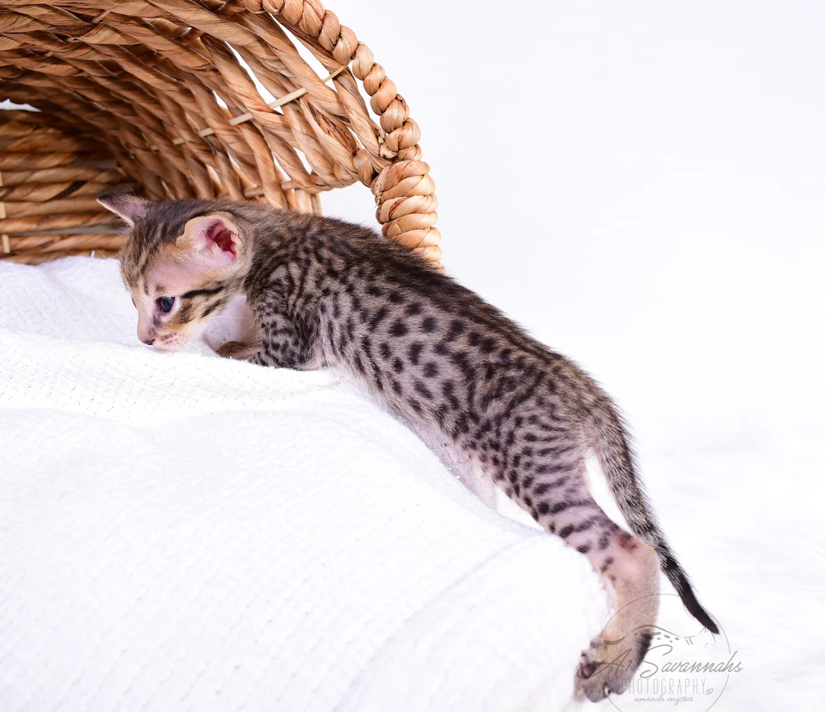 A1Savannahs Male Kitten Banks is a F5 Savannah