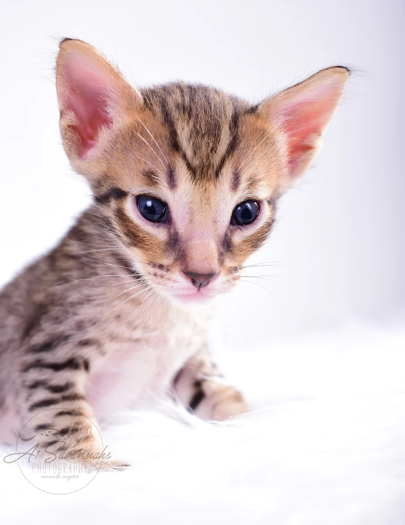 A1Savannahs Banks is a F5 Savannah Male 