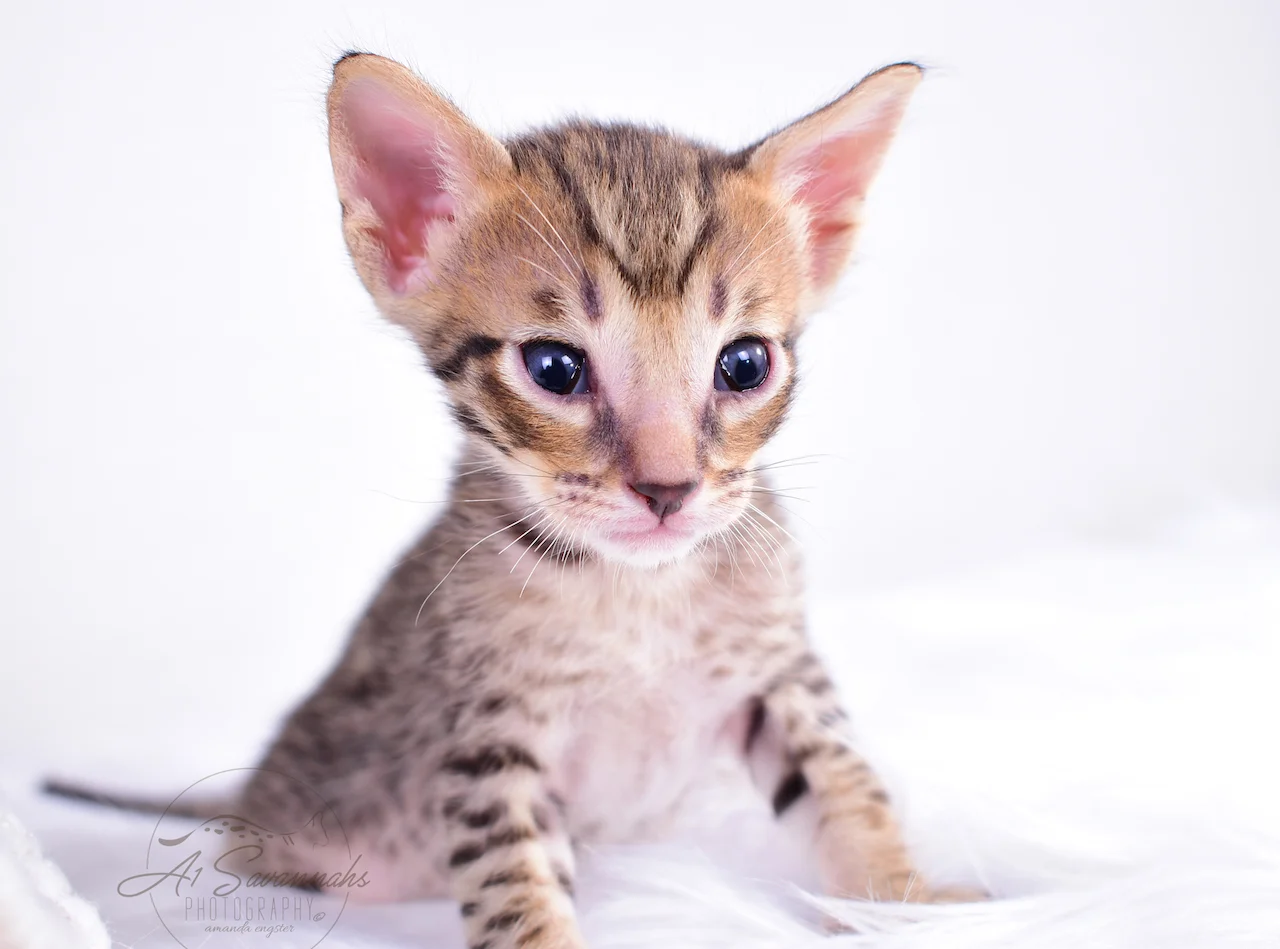 A1Savannahs F5 Male Kitten Banks