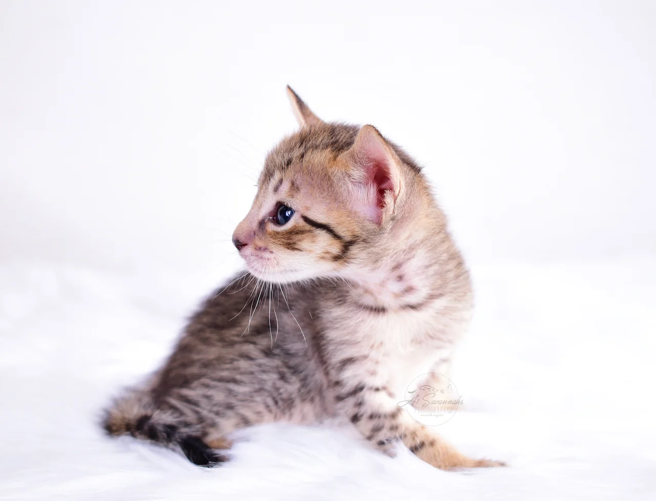 Belle is an F5 Savannah Female from A1Savannahs in Ponca City, OK