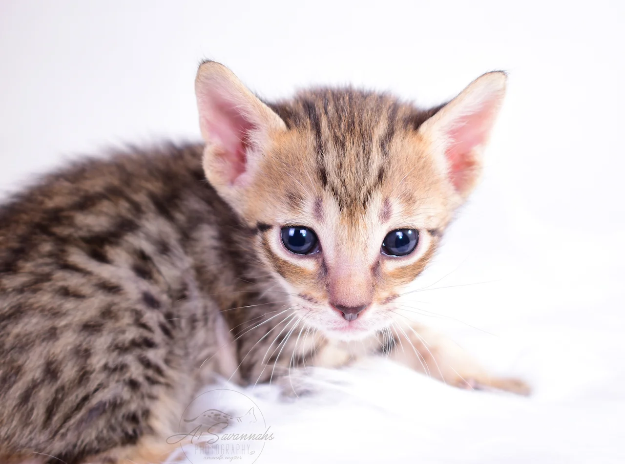 Looking sleepy is A1Savannahs Belle, a F5 Savannah Female 