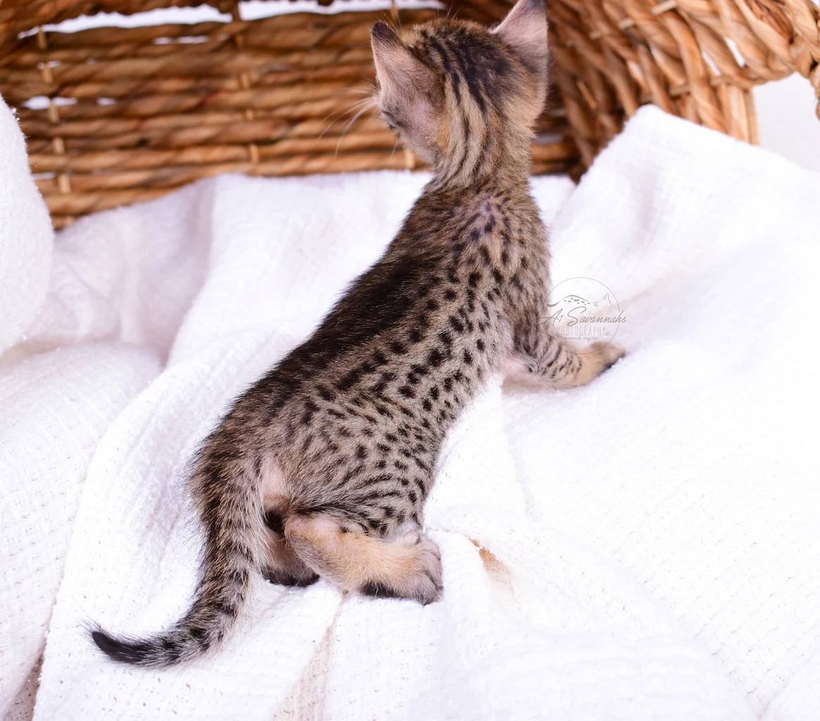 Showing off her nice spots is A1Savannahs Belle, a F5 Savannah Female Kitten
