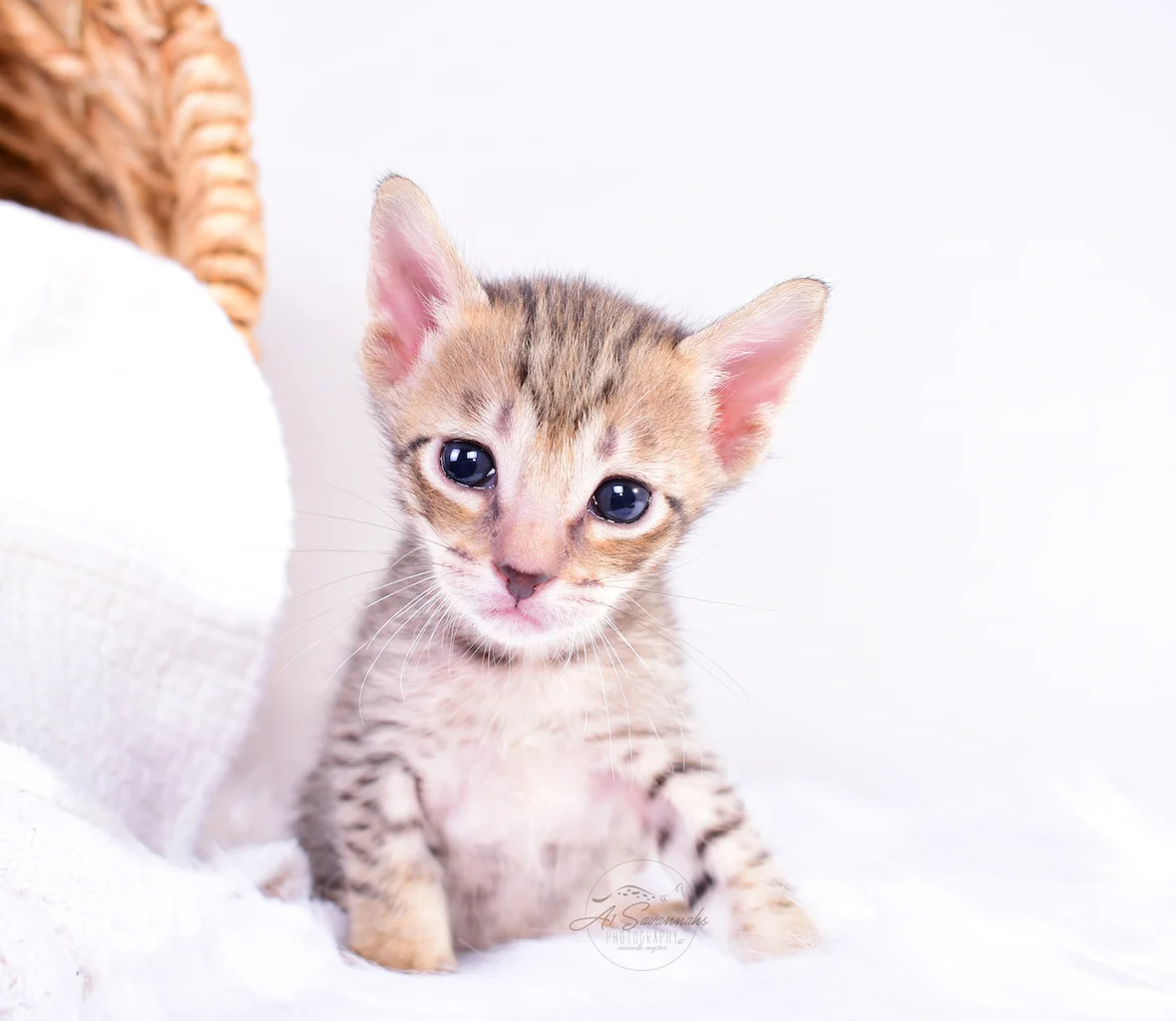 A1Savannahs Belle is an F5 Savannah Female Kitten looking intently into the camera