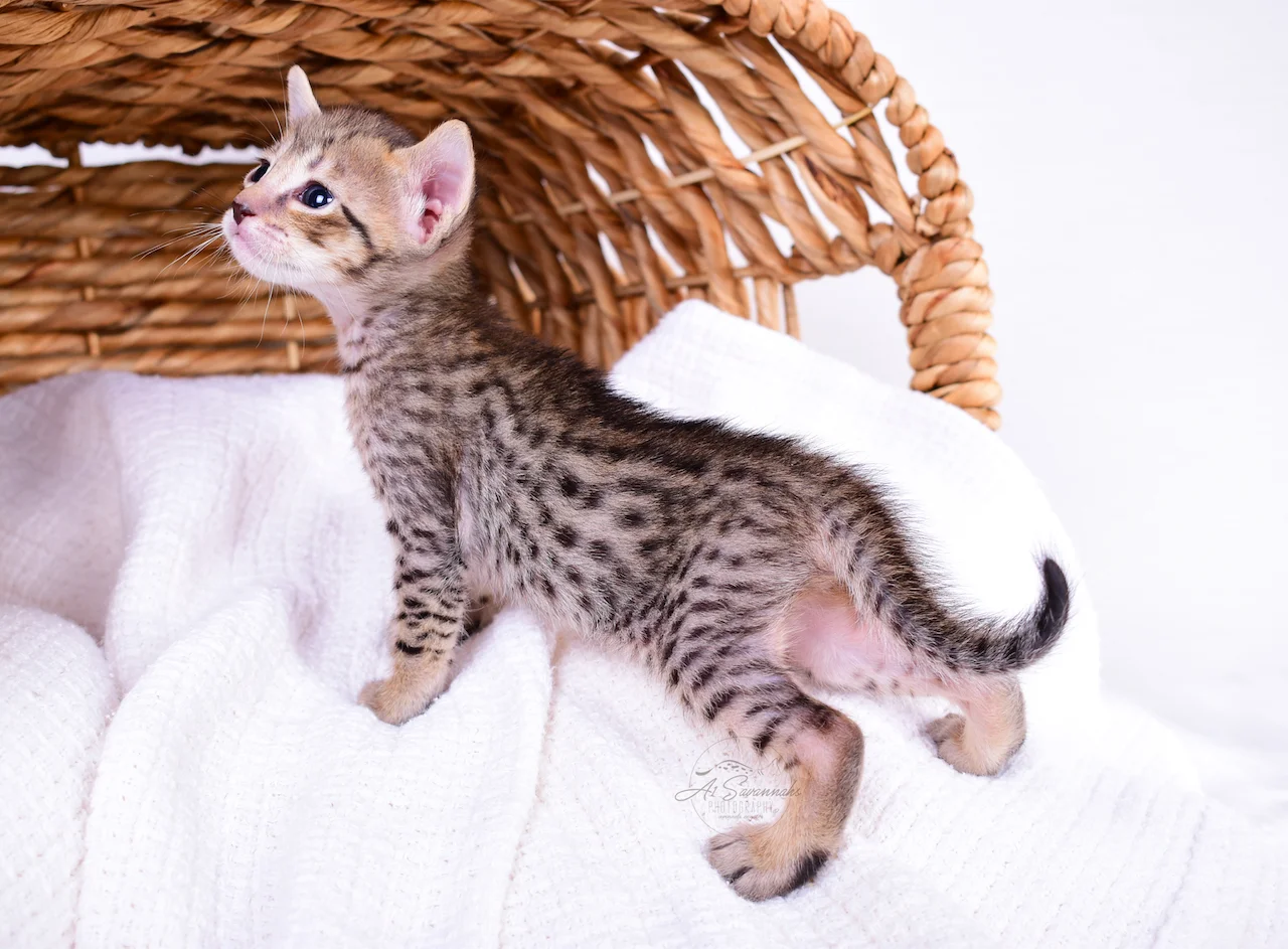 Standing with pride is A1Savannahs Belle, a F5 Female Savannah Kitten