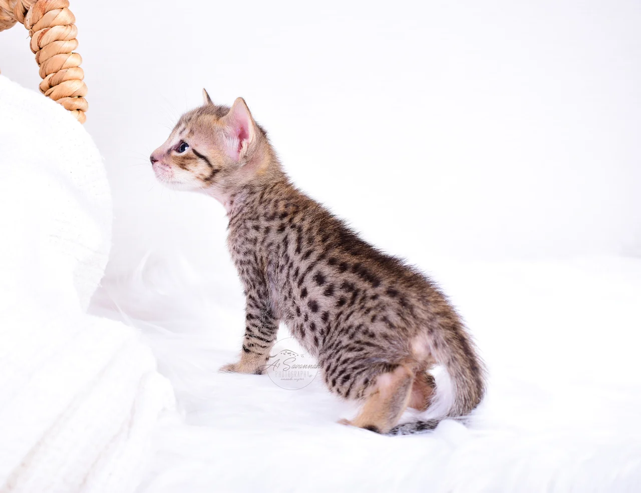 Showing you her long body is A1Savannahs F5 Female Belle