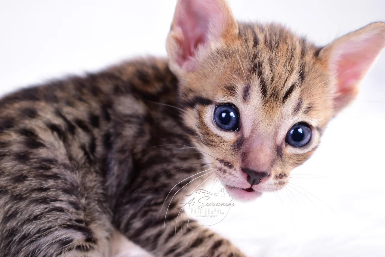 A1Savannahs Female Blair is a F5 Savannah Kitten