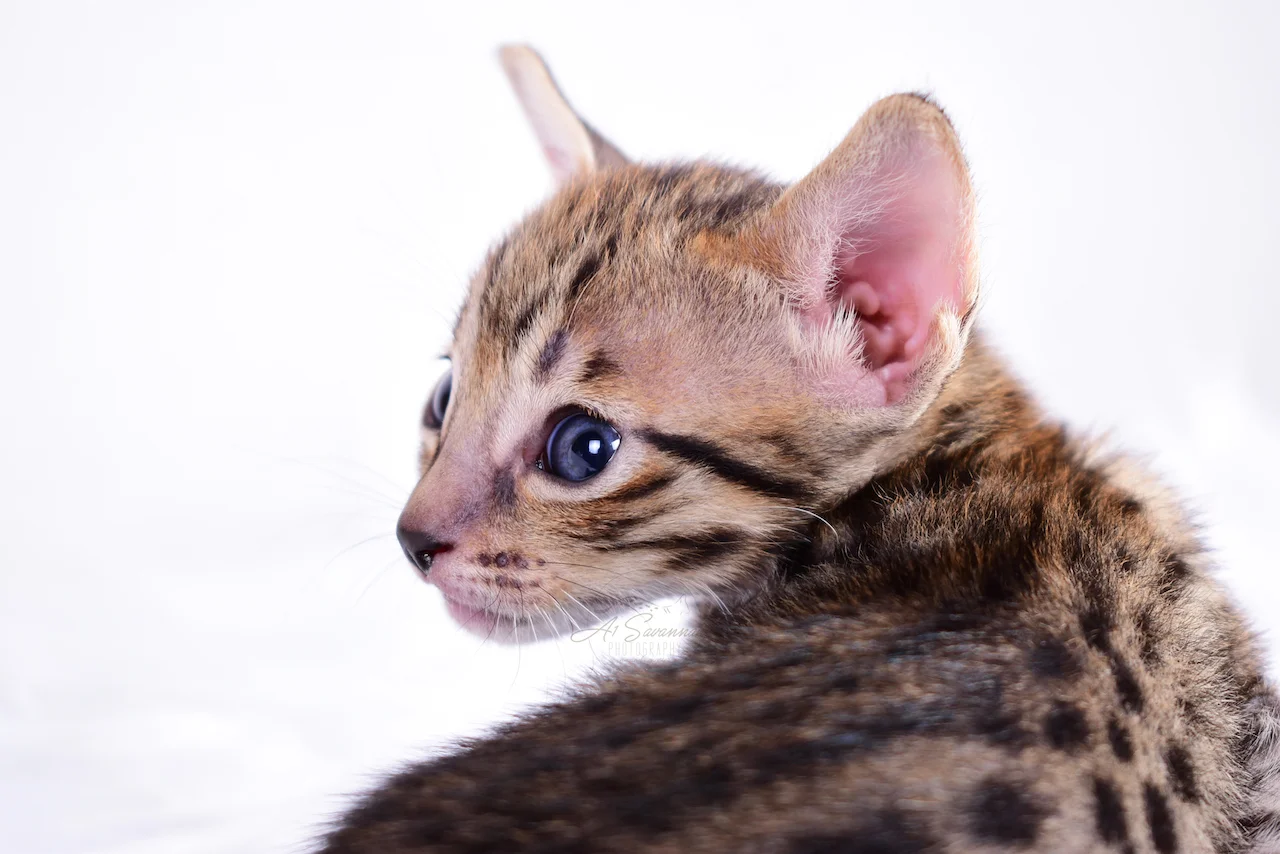 Showing off her exotic facial markings is A1Savannahs F5 Female Blair