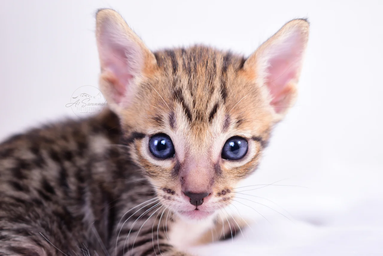 A1Savannahs Blair is an F5 Savannah Female