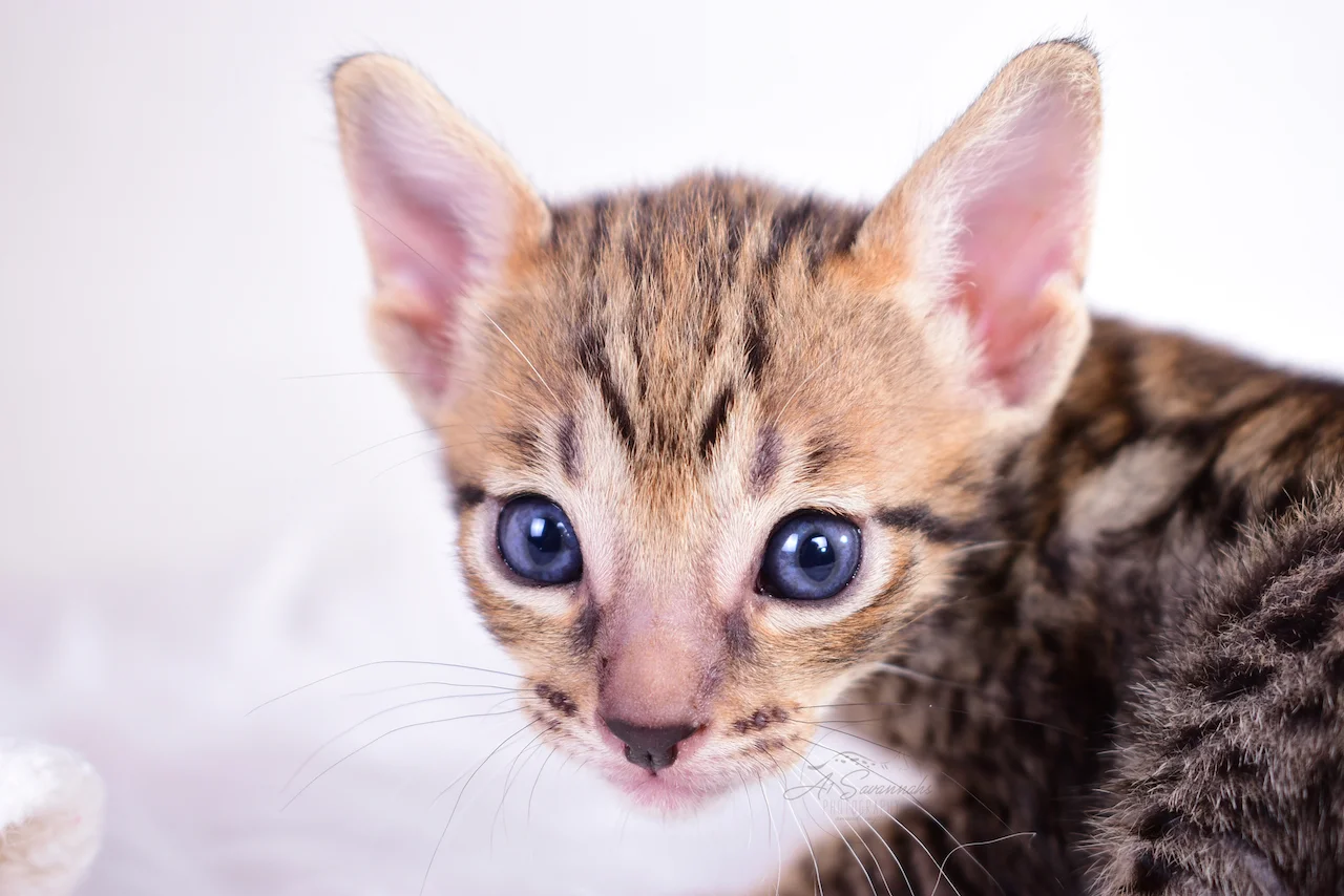 With those blue eyes is Blair, A1Savannahs F5 Female