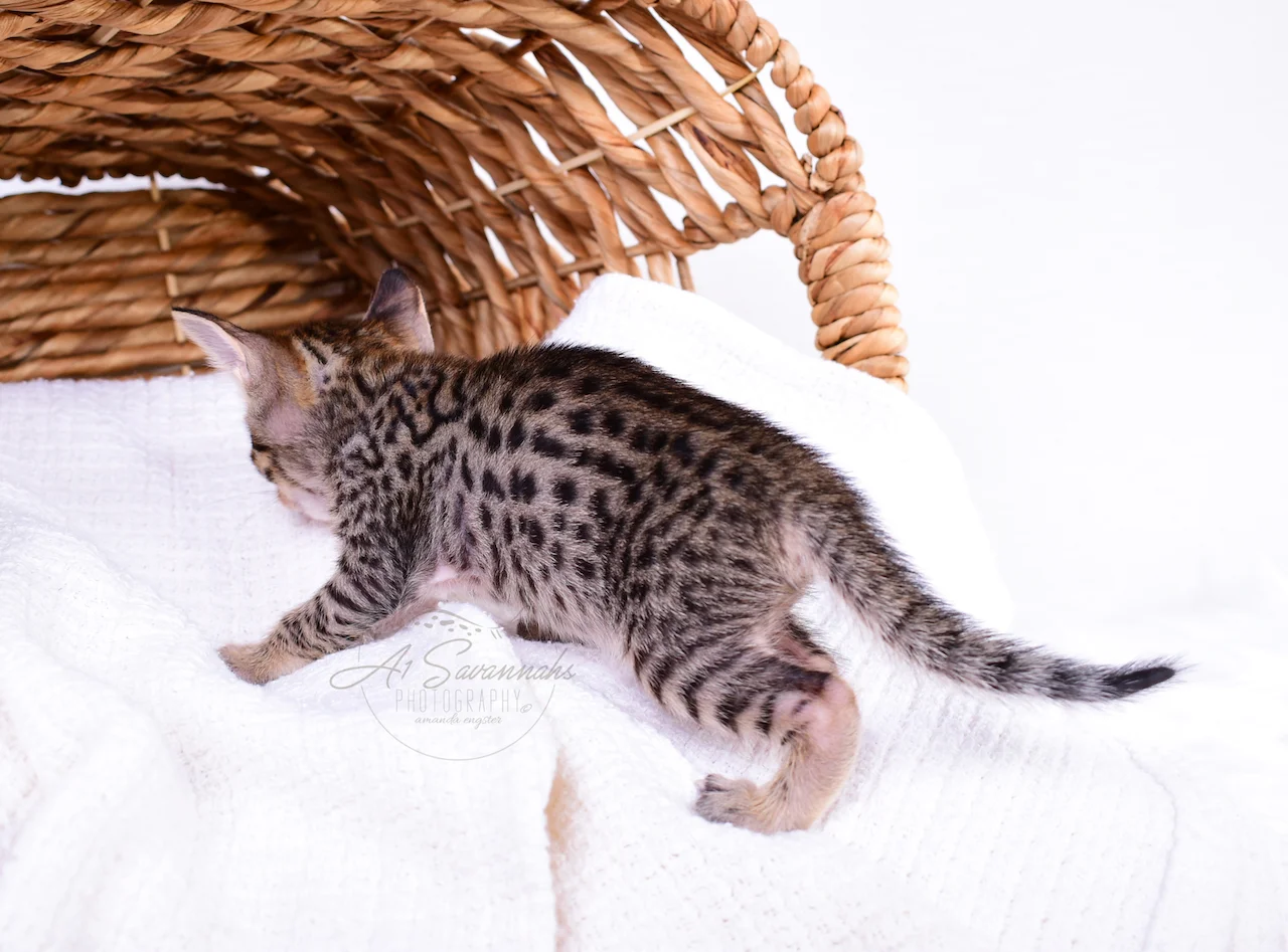 Blair is an F5 Savannah Female from The Original Founder of the Savannah Cat Breed