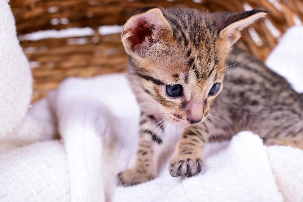 A1Savannahs Blair is an F5 Savannah Female 
