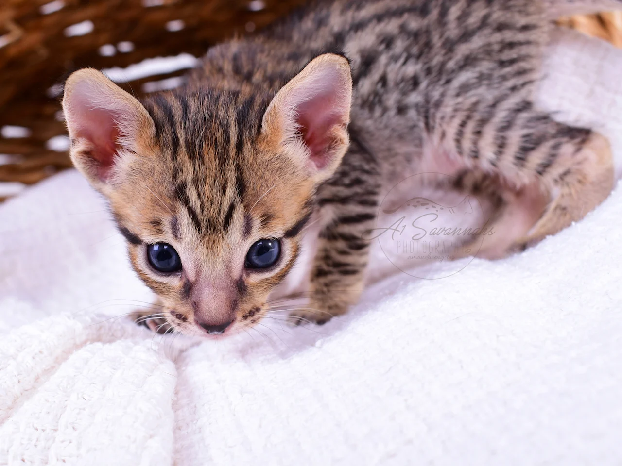 A1Savannahs Blair is an F5 Savannah Female Kitten