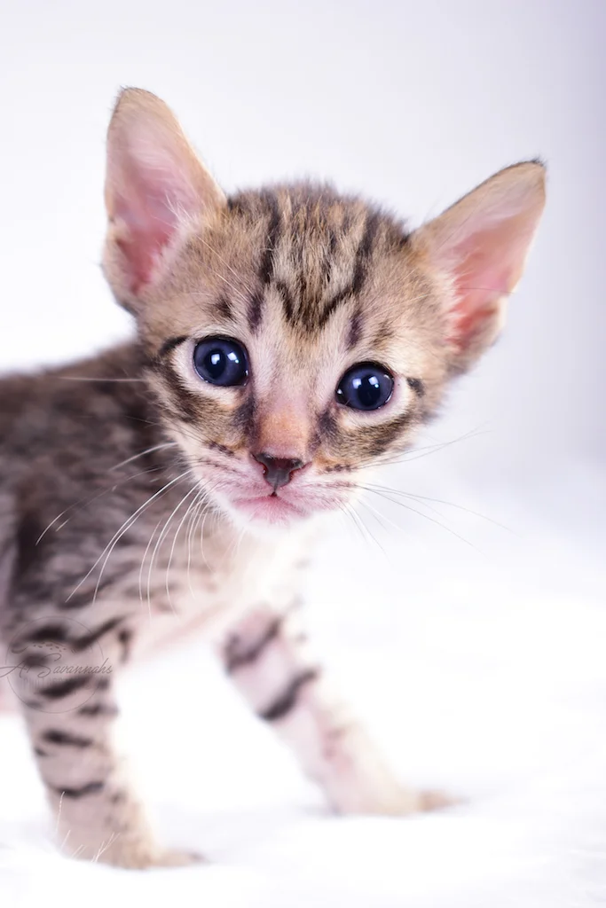F5 Savannah male Bodie is from The Original Founder of the Savannah Cat Breed