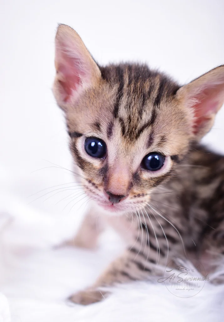 Adorable Bodie is an F5 Savannah Male Kitten from A1Savannahs